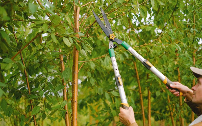 Tree trimming in Harrah, WA