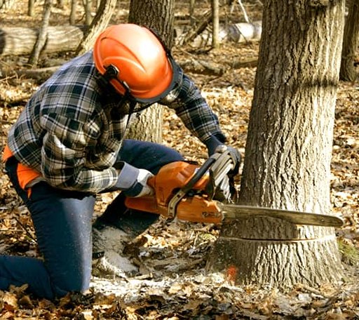 Tree Removal in Harrah, WA